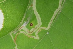 Phyllocnistis vitifoliella