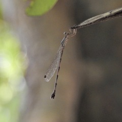 Indolestes tenuissimus