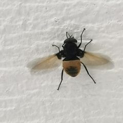 Esenbeckia