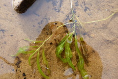 Potamogeton ochreatus