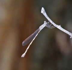 Indolestes tenuissimus