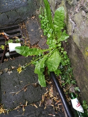 Taraxacum officinale