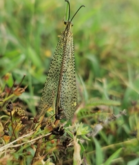 Brachynemurus versutus