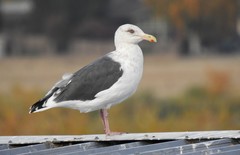 Larus schistisagus