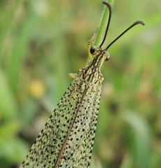 Brachynemurus versutus