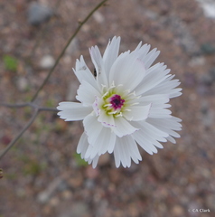 Atrichoseris platyphylla