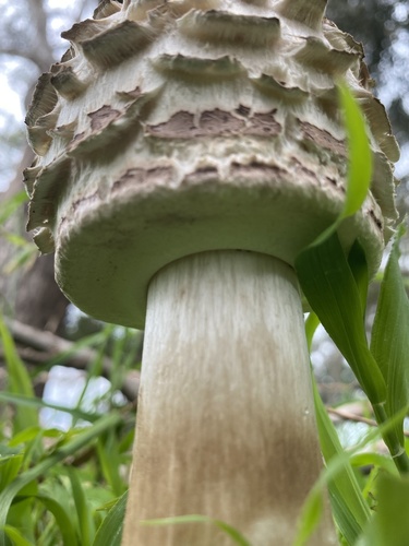 Shaggy Parasol