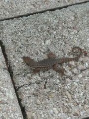 Leiocephalus carinatus