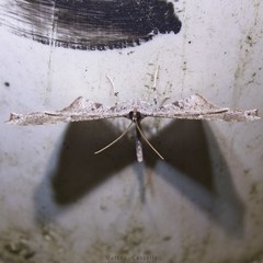 Macrosoma rubedinaria