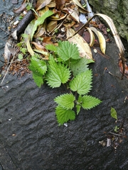 Urtica dioica