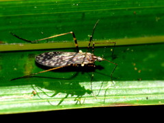 Amphineurus