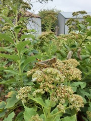 Melanoplus differentialis