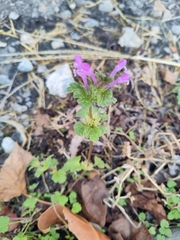 Lamium amplexicaule