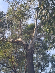 Eucalyptus sieberi
