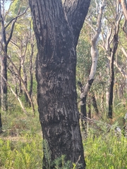 Eucalyptus sieberi