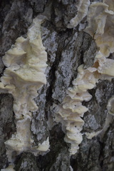 Irpiciporus