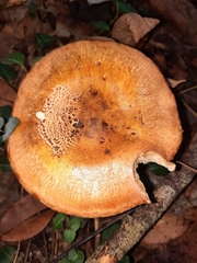 Tricholoma aurantium