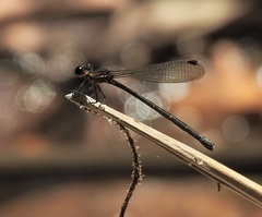 Lestoidea