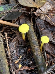 Hygrocybe parvula