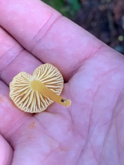 Hygrocybe parvula