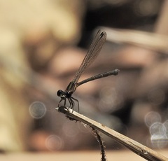 Lestoidea