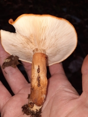 Tricholoma aurantium