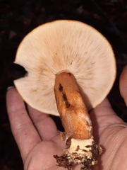 Tricholoma aurantium