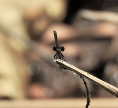Lestoidea