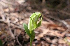 Pterostylis scabrida