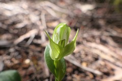 Pterostylis scabrida