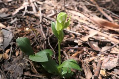 Pterostylis scabrida