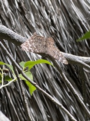 Hamadryas glauconome grisea