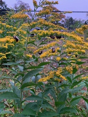 Bombus impatiens