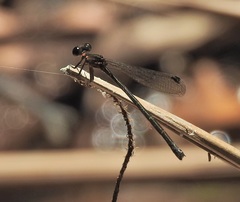 Lestoidea