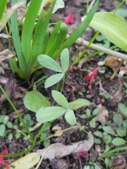 Lupinus texensis