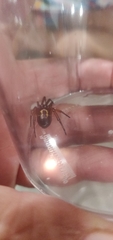 Steatoda nobilis