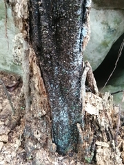 Nostocaceae