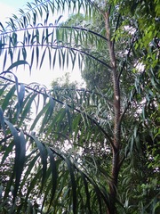 Plectocomia elongata