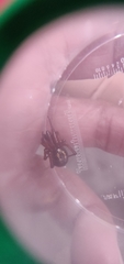 Steatoda nobilis