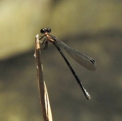 Lestoidea