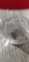 Steatoda nobilis
