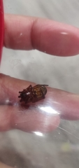 Steatoda nobilis