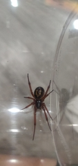 Steatoda nobilis