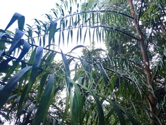 Plectocomia elongata