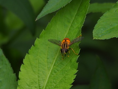 Mesembrius bengalensis