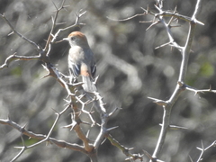 Knipolegus striaticeps