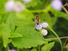 Eristalinus quinquestriatus