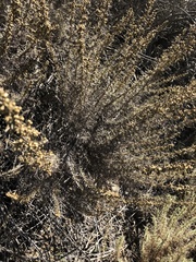 Artemisia californica