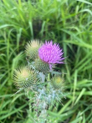 Cirsium rhaphilepis