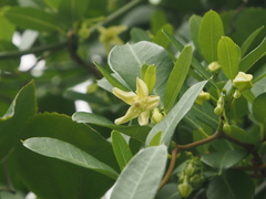 Gymnanthera oblonga